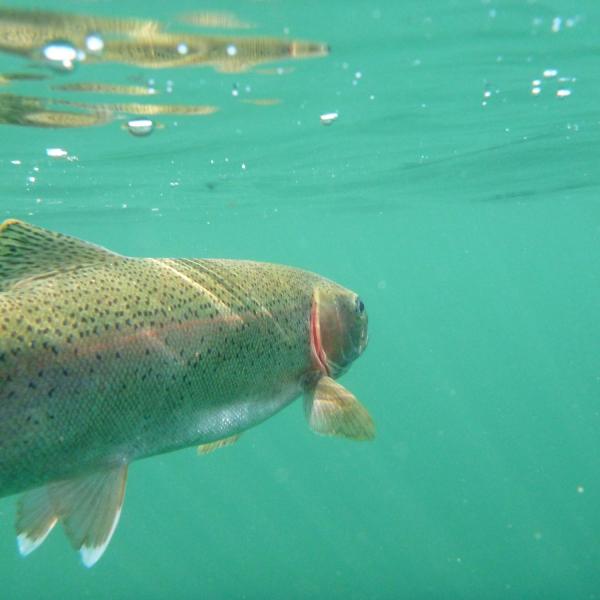 a fish swimming under water
