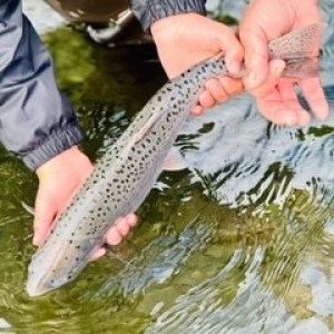 a person holding a fish in the water